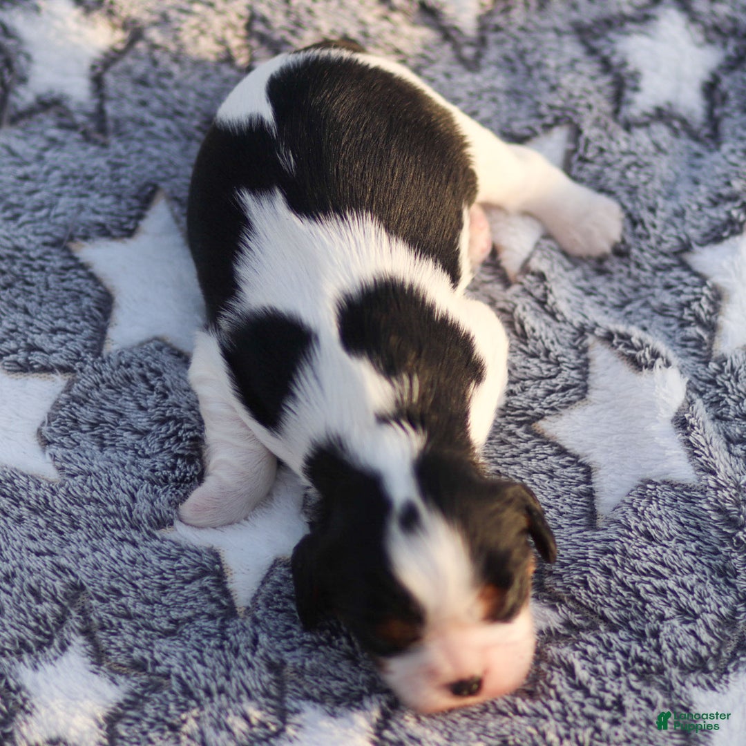 Cavalier King Charles Spaniel dogs for sale: Azriel - Ad 3