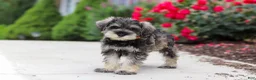 Miniature Schnauzer dogs for sale: Charlie - Ad 3