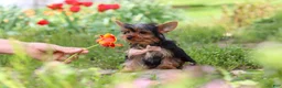 Yorkshire Terrier dogs for sale: Connor - Ad 10