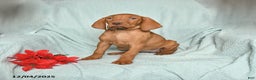 Vizsla dogs for sale: Riley - Ad 1