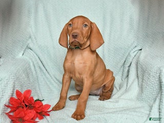 Vizsla dogs Riley - Ad 4