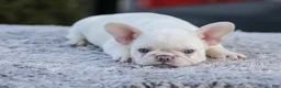 French Bulldog dogs for sale: Drake - Ad 6