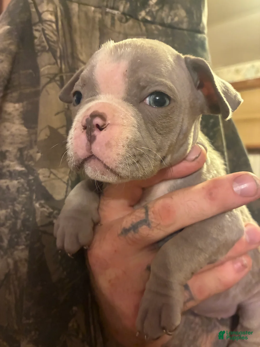 Olde English Bulldogge dogs for sale: Olde English Bulldogge 6 - Ad 2