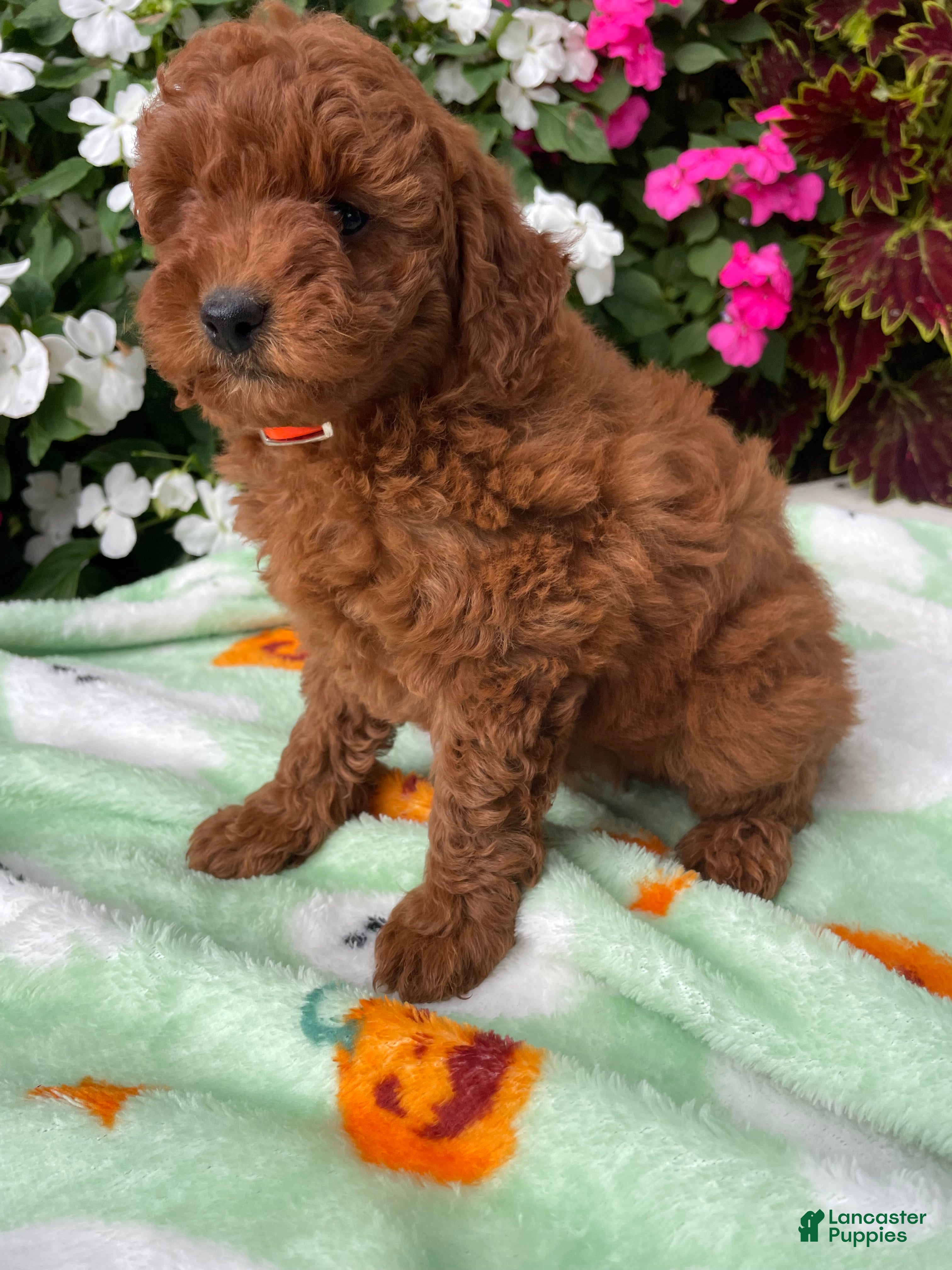Toy Poodle dogs Rosie - Ad 2