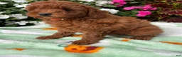 Toy Poodle dogs for sale: Rosie - Ad 2