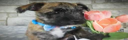 Mixed Breed dogs for sale: Mixed Breed 2 - Ad 2