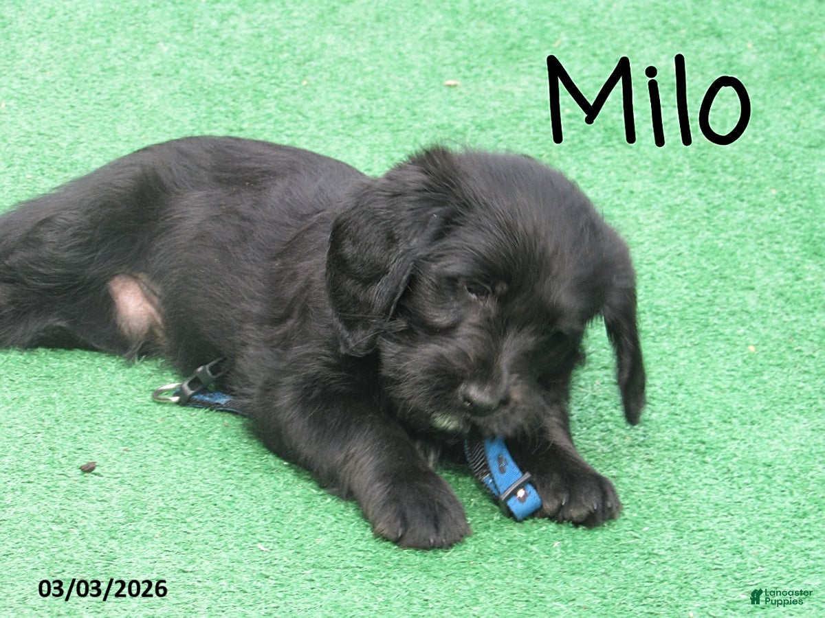 Labradoodle dogs Milo - Ad 2