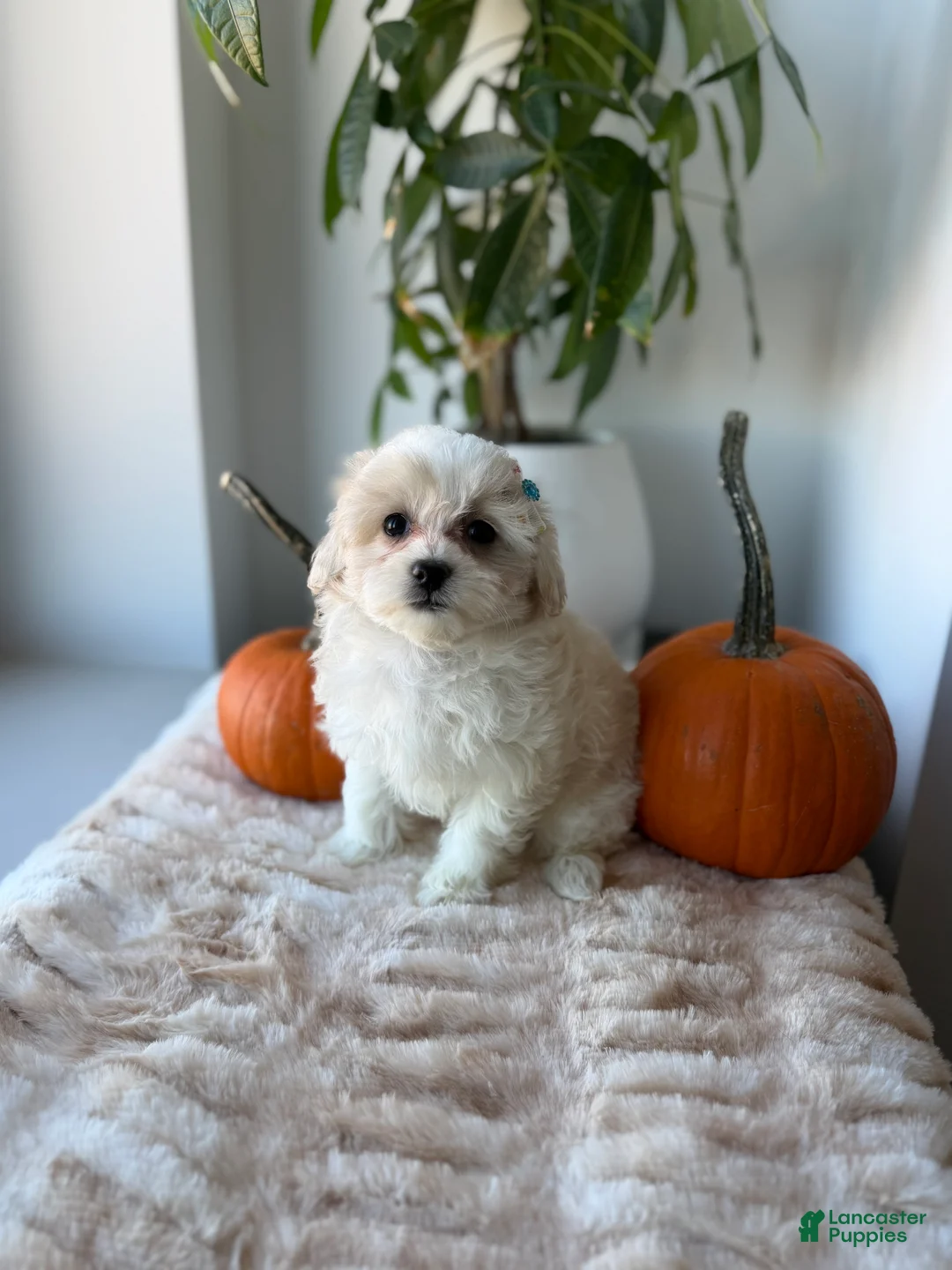 Maltipoo dogs for sale: Sunshine - Ad 2