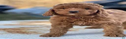 Mini Goldendoodle dogs for sale: Moose - Ad 2