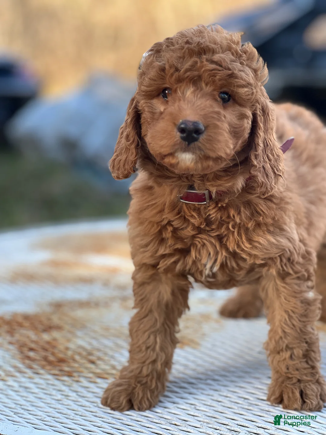 Mini Goldendoodle dogs for sale: Moose - Ad 2
