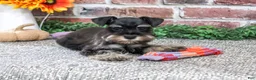 Miniature Schnauzer dogs for sale: Davina - Ad 3