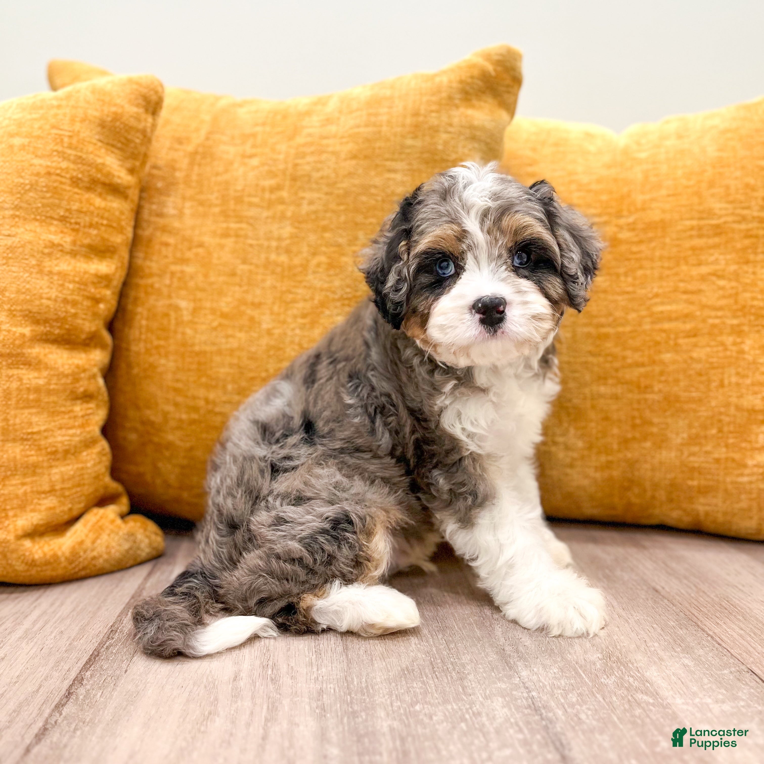 Cavapoo dogs Ace - Ad 1
