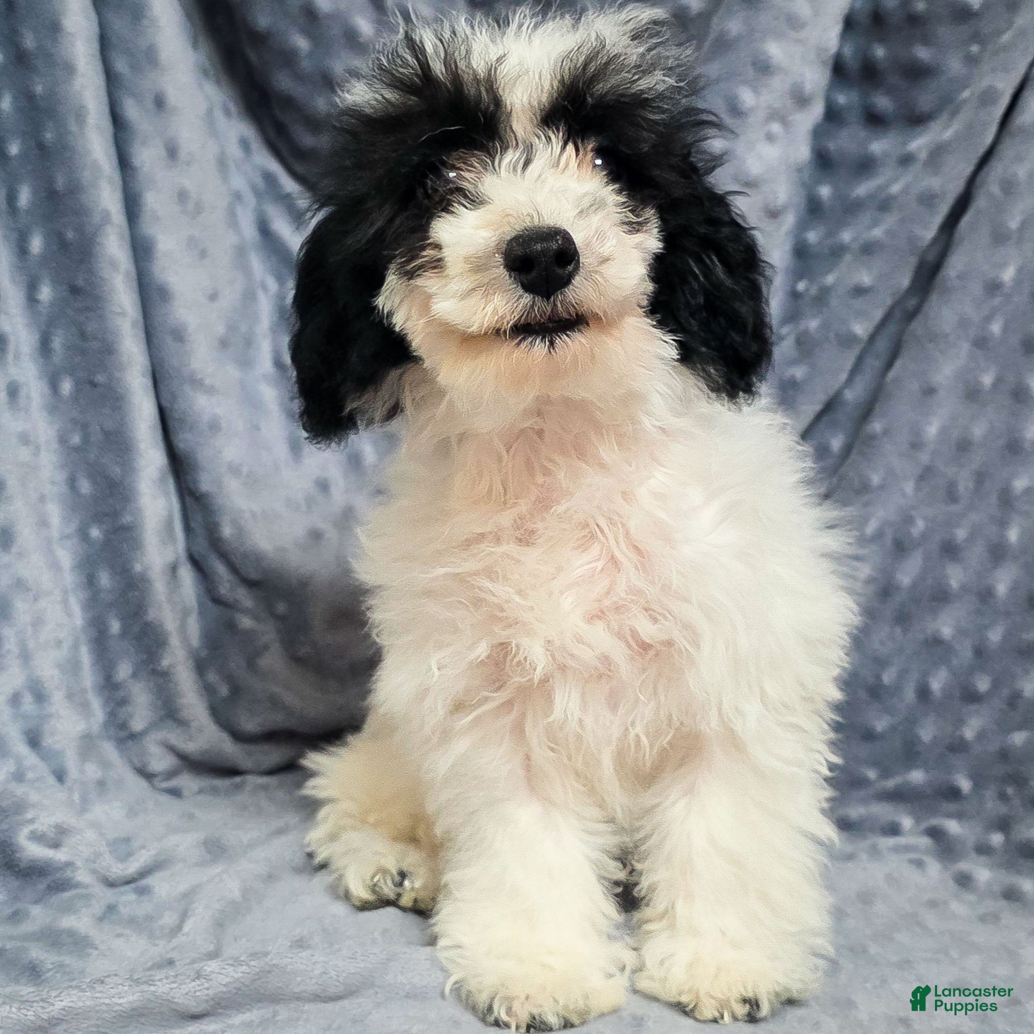 Mixed Breed dogs Daisy - Ad 24