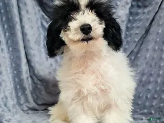 Mixed Breed dogs Daisy - Ad 24