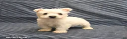 West Highland Terrier dogs for sale: Ginger - Ad 4