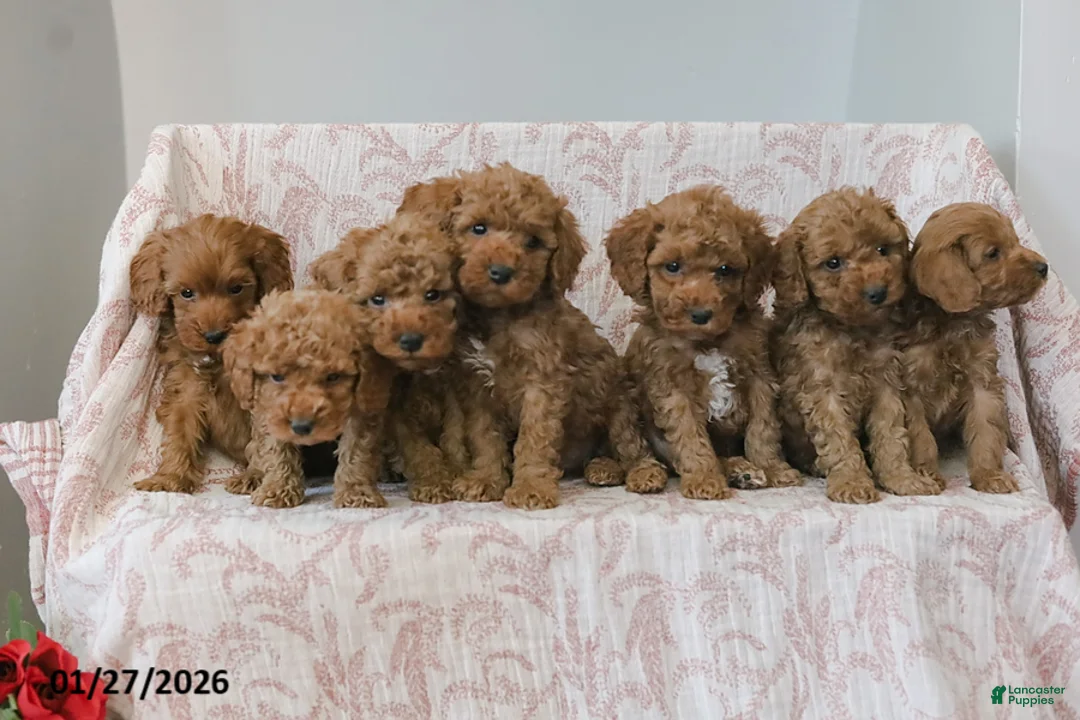 Cockapoo dogs for sale: Jerry - Ad 7
