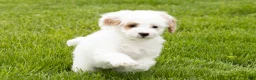 Mini Goldendoodle dogs for sale: Penelope  - Ad 3