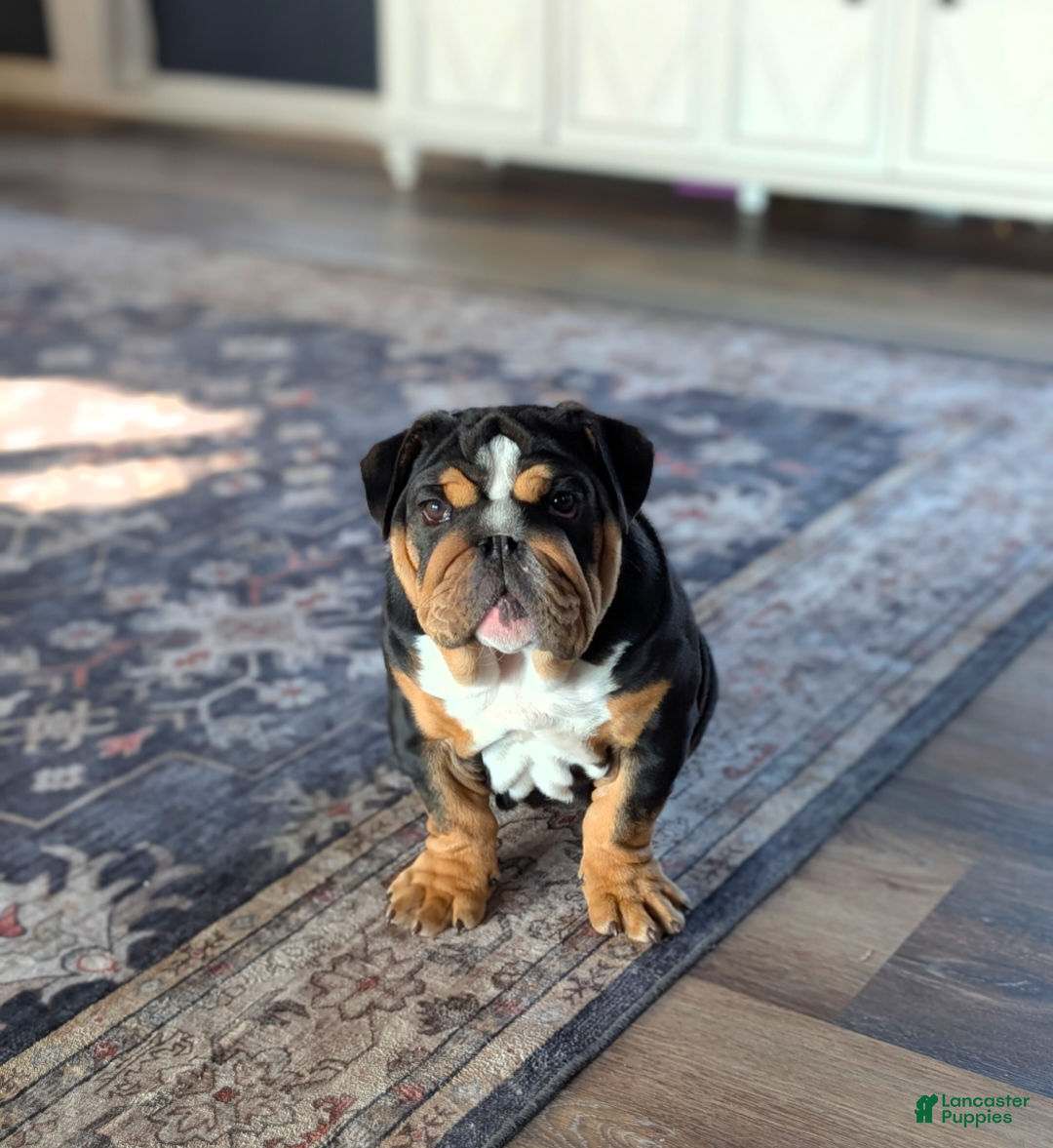 English Bulldog dogs for sale: English Bulldog Puppy 1 - Ad 2