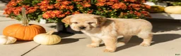 Mini Hippo dogs for sale: Molly - Ad 4