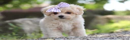 Maltipoo dogs for sale: Poppie - Ad 7