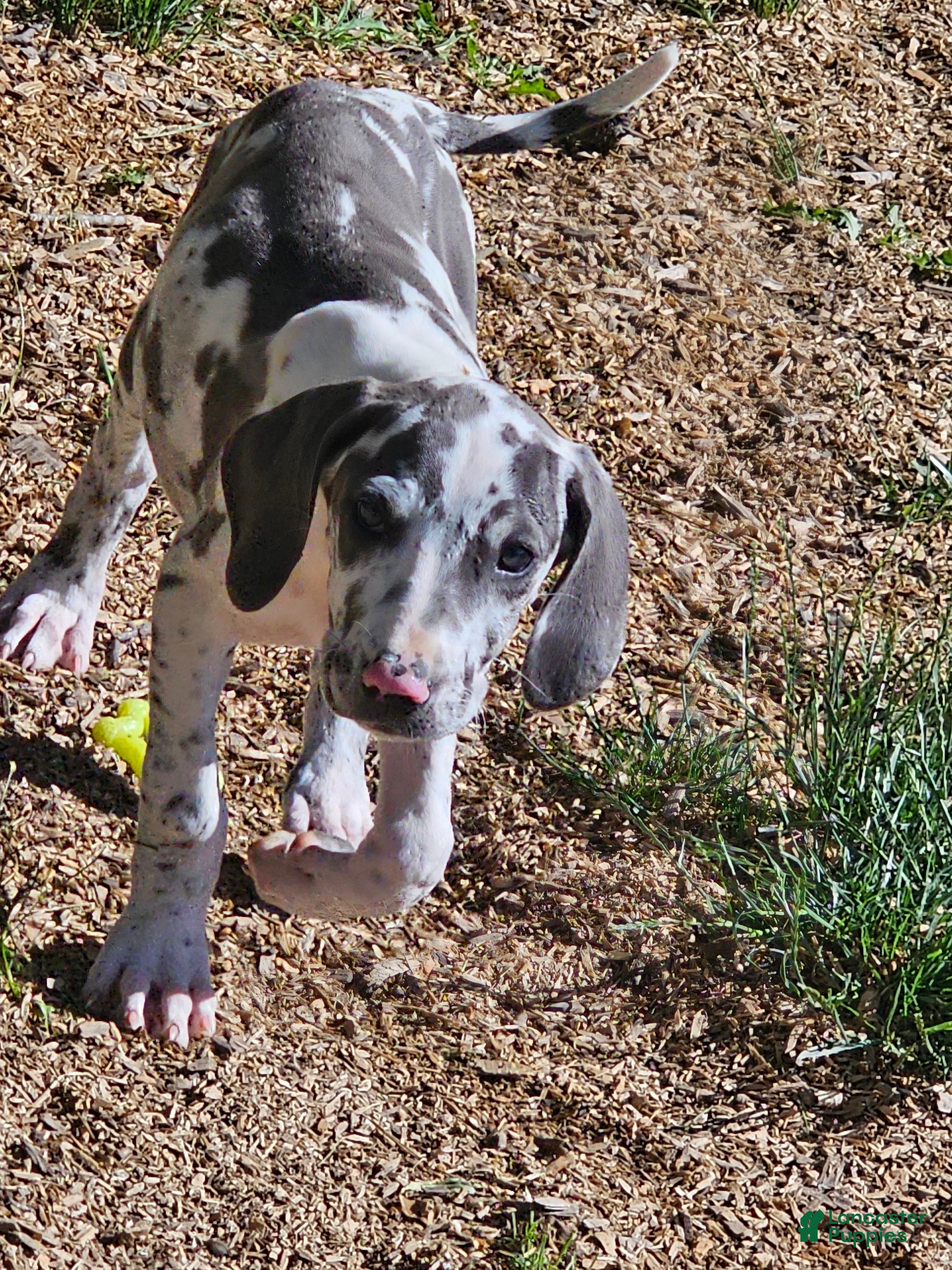 Great Dane dogs Blue Harlequin - Ad 1