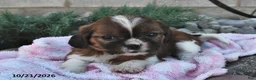 Mixed Breed dogs for sale: Bella   - Ad 4