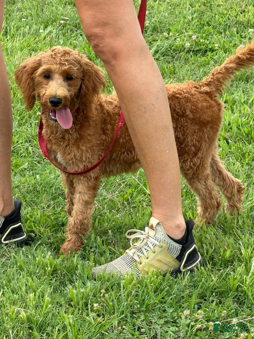 Labradoodle dogs for sale: Mini Labradoodle Tanzy - Ad 2