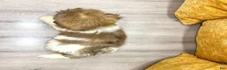 Havanese dogs for sale: Mason - Ad 4