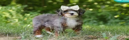 Mini Bernedoodle dogs for sale: Poppy - Ad 6