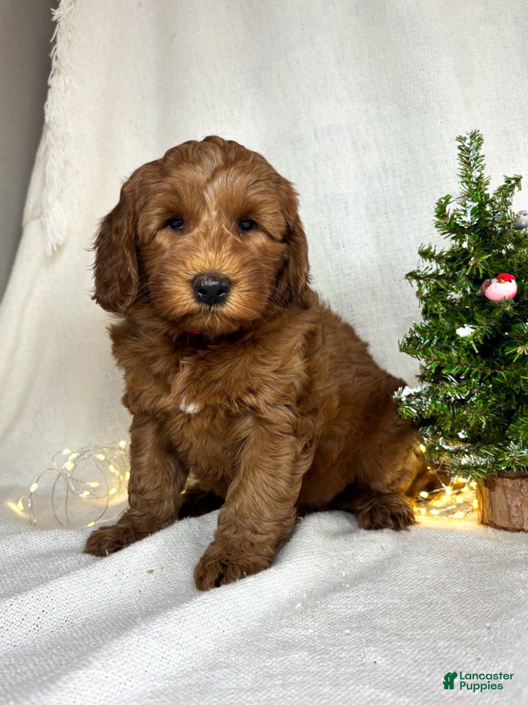 Goldendoodle dogs for sale: Ginger - Ad 4