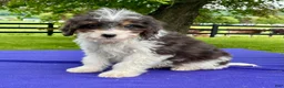 Bernedoodle dogs for sale: Norman - Ad 3