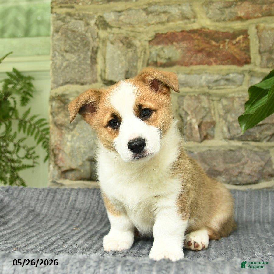 Welsh Corgi Pembroke dogs for sale: Pluto  - Ad 3