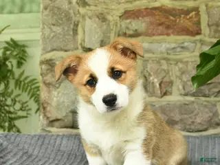 Welsh Corgi Pembroke dogs for sale: Pluto - Ad 3