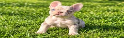 French Bulldog dogs for sale: Tonka - Ad 2