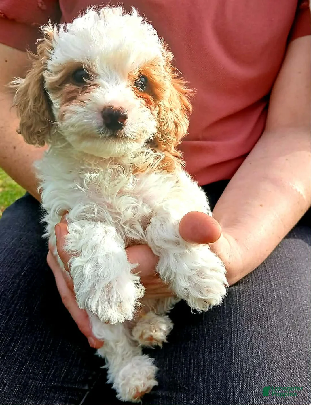 Cavapoo dogs for sale: Smores - Ad 1