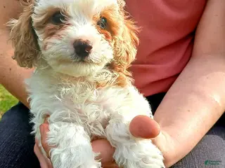 Cavapoo dogs Smores - Ad 5