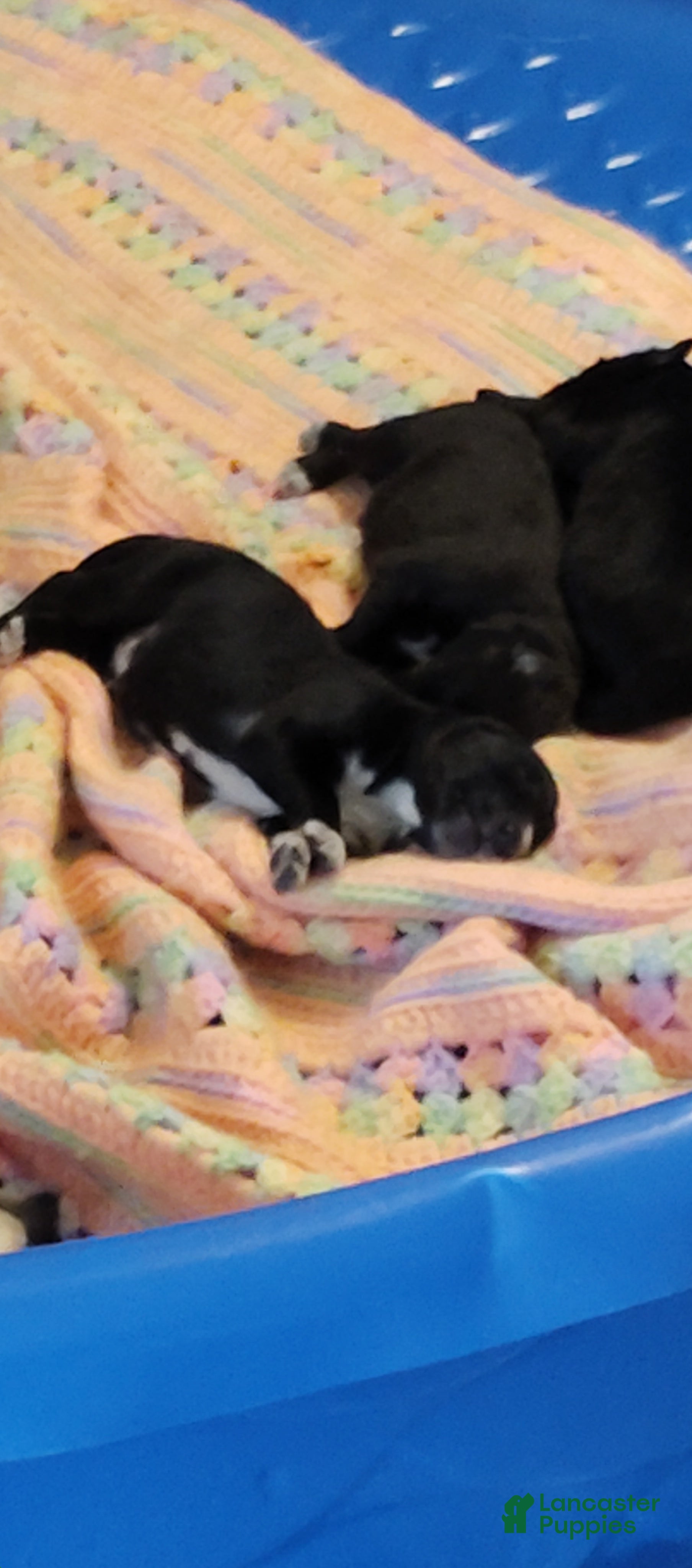 Mixed Breed dogs for sale: Mixed Breed 4 - Ad 4
