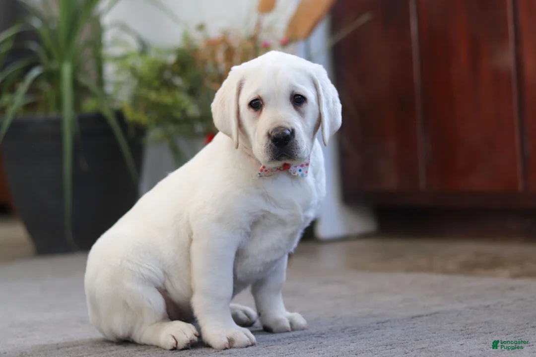 Labrador Retriever dogs for sale: Sally - Ad 1