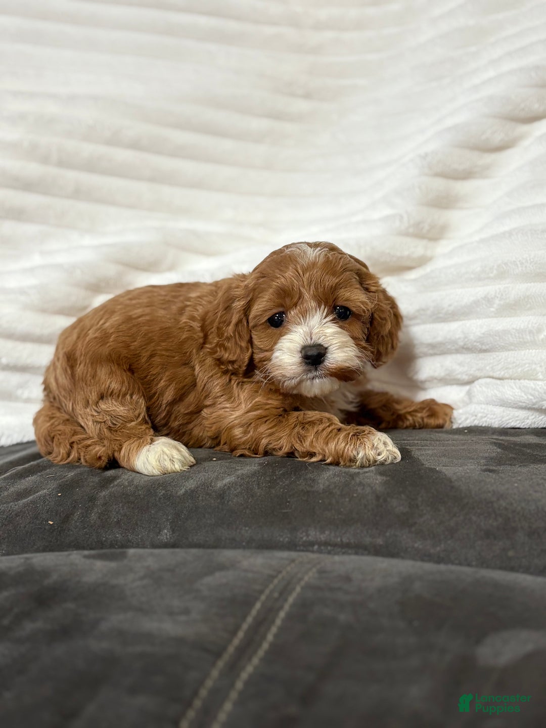 Cockapoo dogs for sale: Harper - Ad 1