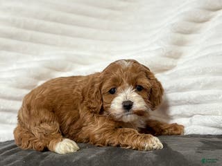 Cockapoo dogs Harper - Ad 20