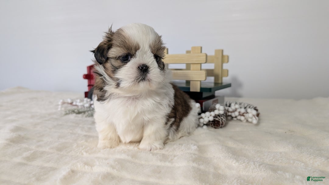 Shih Tzu dogs for sale: Tripp  - Ad 5