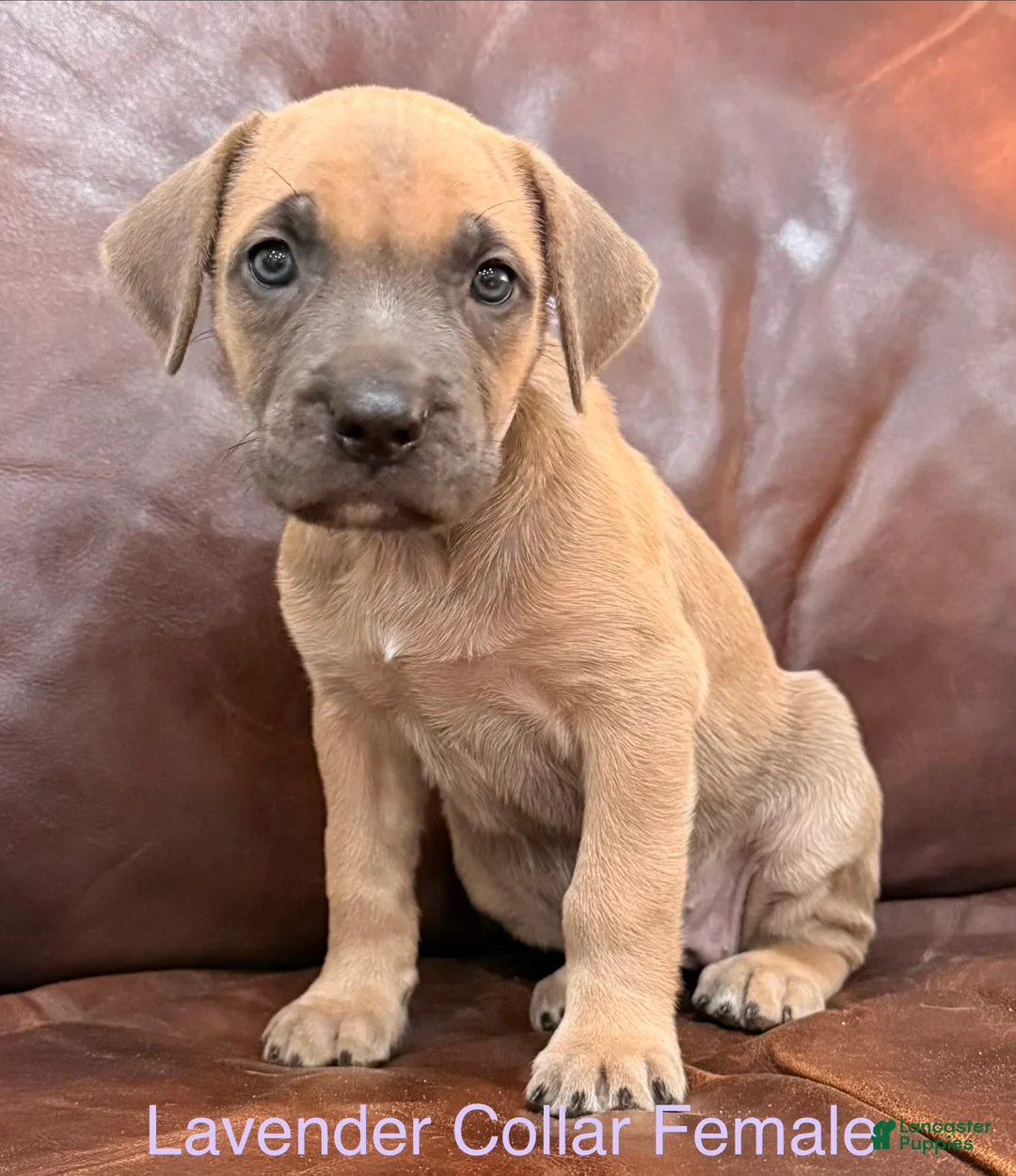 Cane Corso dogs for sale: Lavender Collar F Cane Corso Puppy - Ad 2
