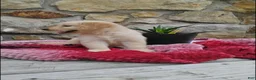 Golden Retriever dogs for sale: Rolex - Ad 4