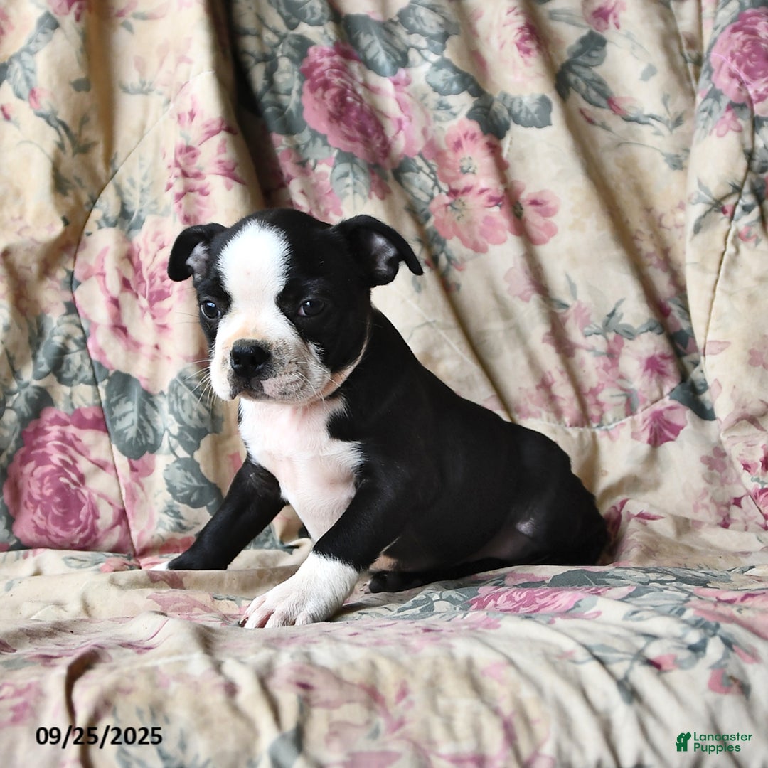 Boston Terrier dogs for sale: Mickey - Ad 7