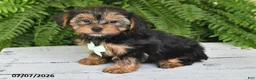 Yorkshire Terrier dogs for sale: Franklin - Ad 4