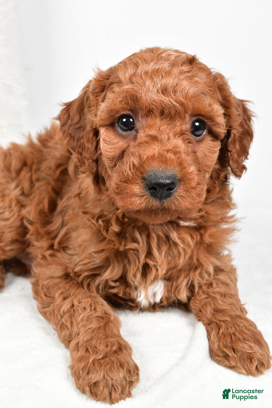 Mini Goldendoodle dogs for sale: Rowan - Ad 4
