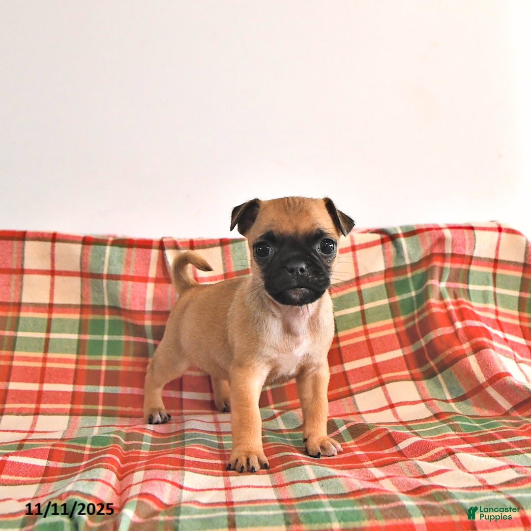 Jug dogs for sale: Mistletoe - Ad 1