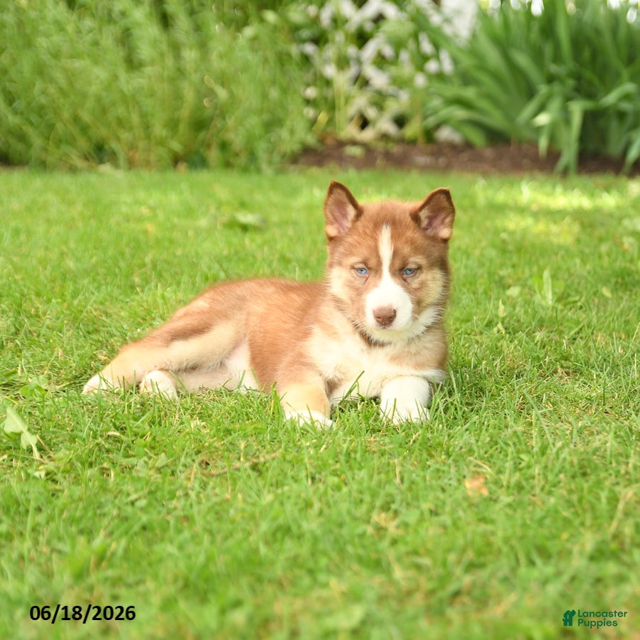 Siberian Husky dogs Holly - Ad 2