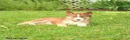 Siberian Husky dogs for sale: Holly - Ad 2