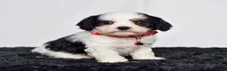 Cavapoo dogs for sale: Mr. Dalton - Ad 5